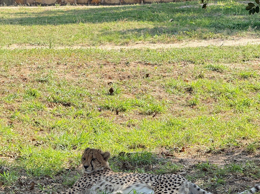 Hoedspruit Endangered Species Centre-霍德斯普鲁特必去景点
