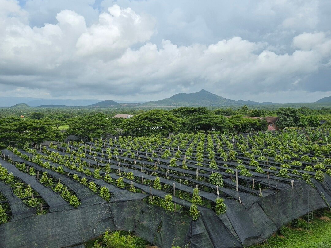 胡椒种植园-贡布必去景点
