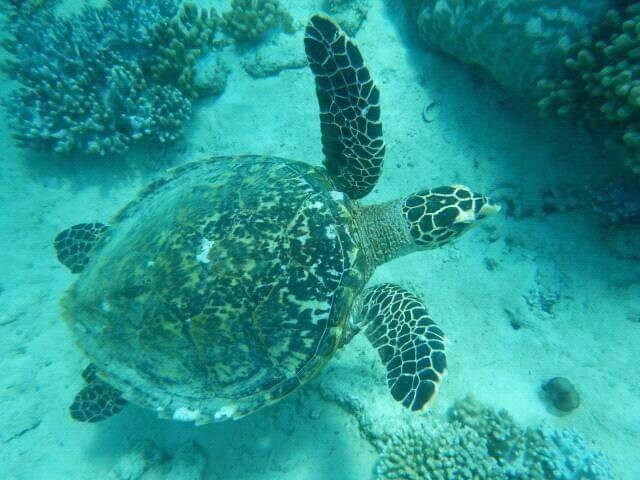 Wasini sea safaris-Wasini Island必去景点