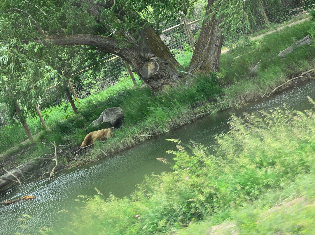 Yellowstone Safari Park-雷克斯堡必去景点