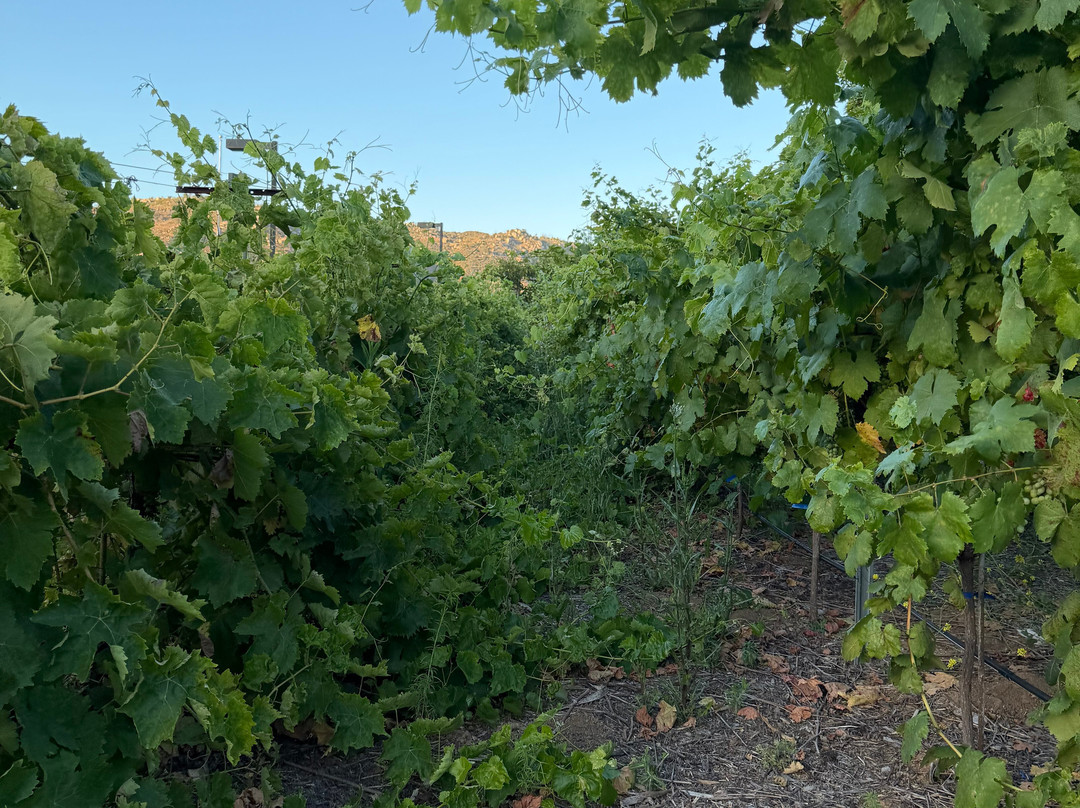 Belle Marie Winery-埃斯孔迪多必去景点