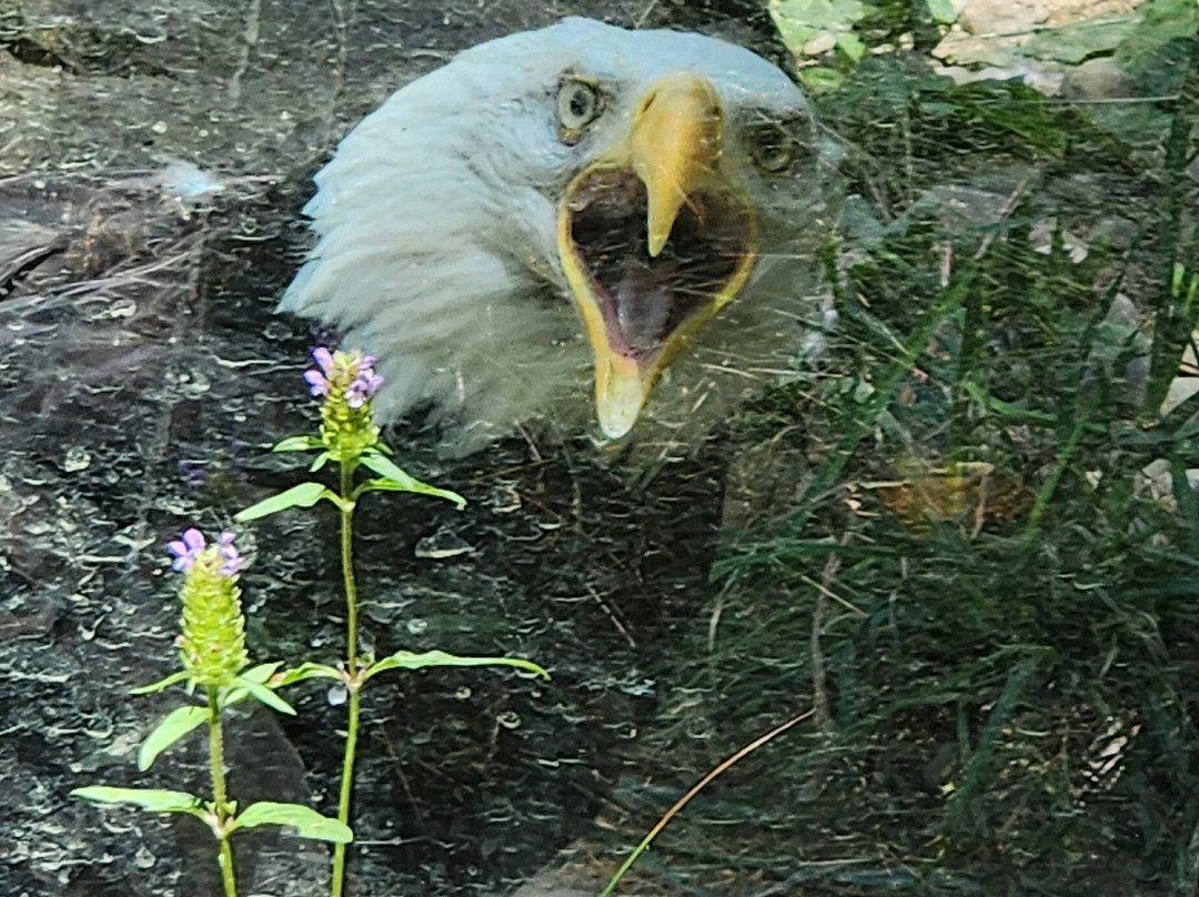 Wildlife Images - Rehabilitation & Education Center-格兰茨帕斯必去景点