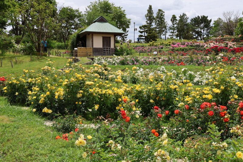 Hamadera Park-坂井市必去景点