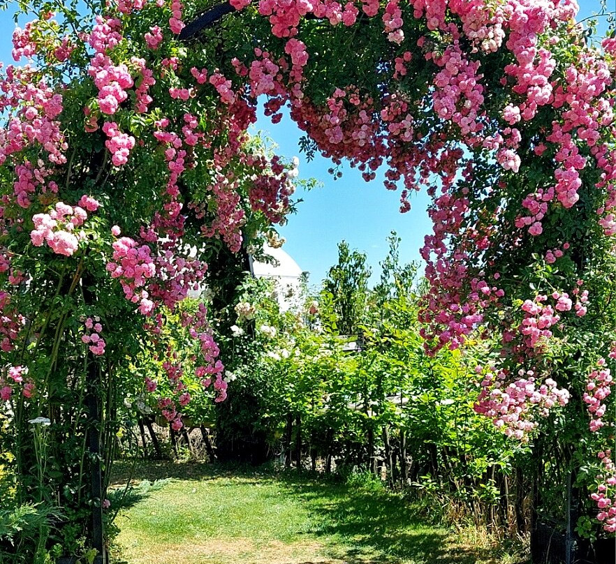 Peter Beales Roses-Attleborough必去景点