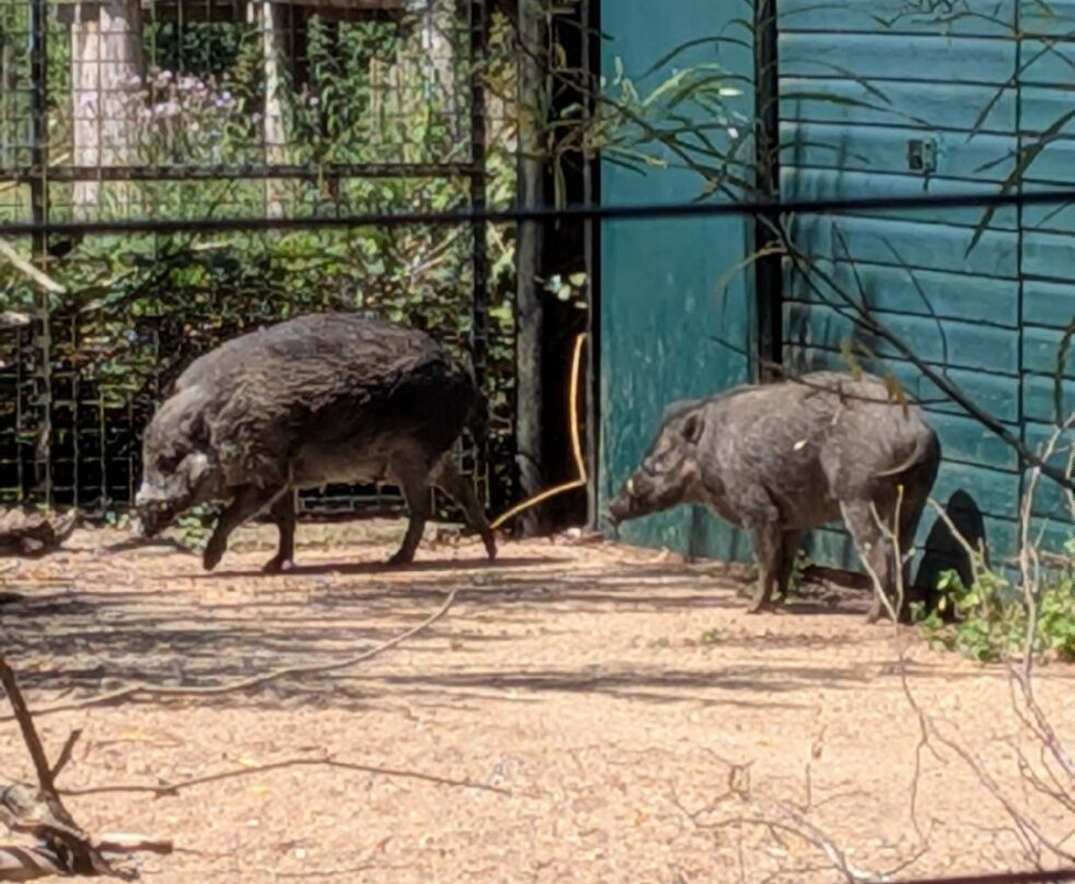 Marwell Zoo-温彻斯特必去景点