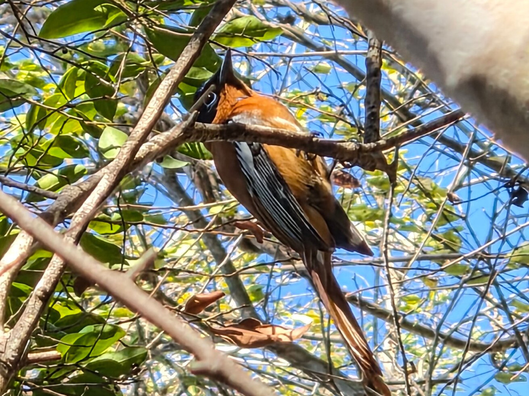 Madagascar Green Tours-安齐拉贝必去景点