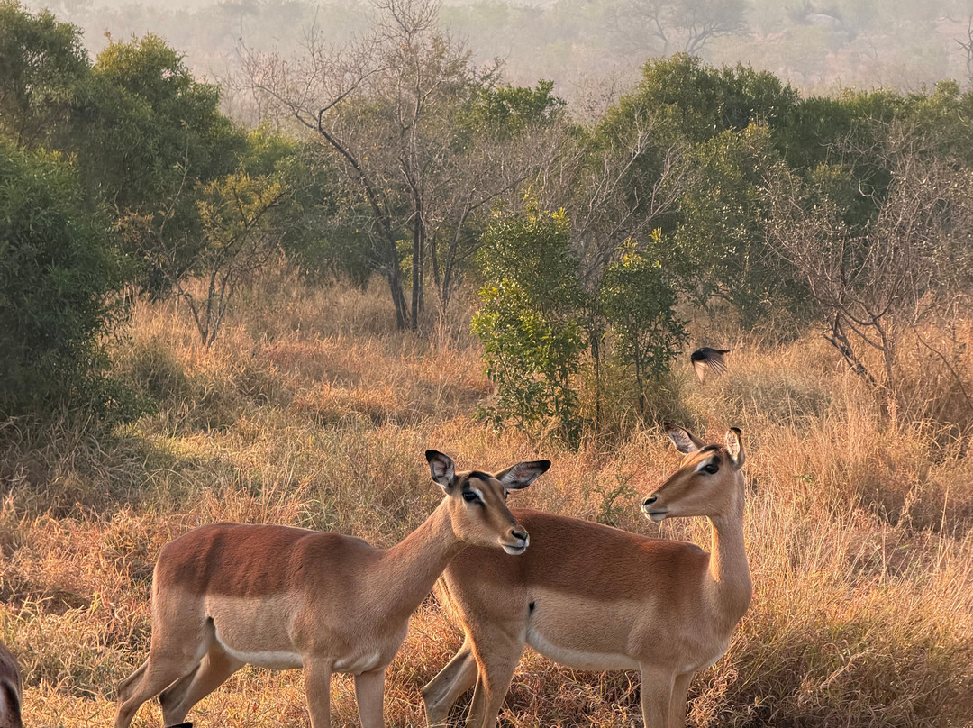 Kruger National Park Safari Specialists - Tours & Safaris-白河必去景点