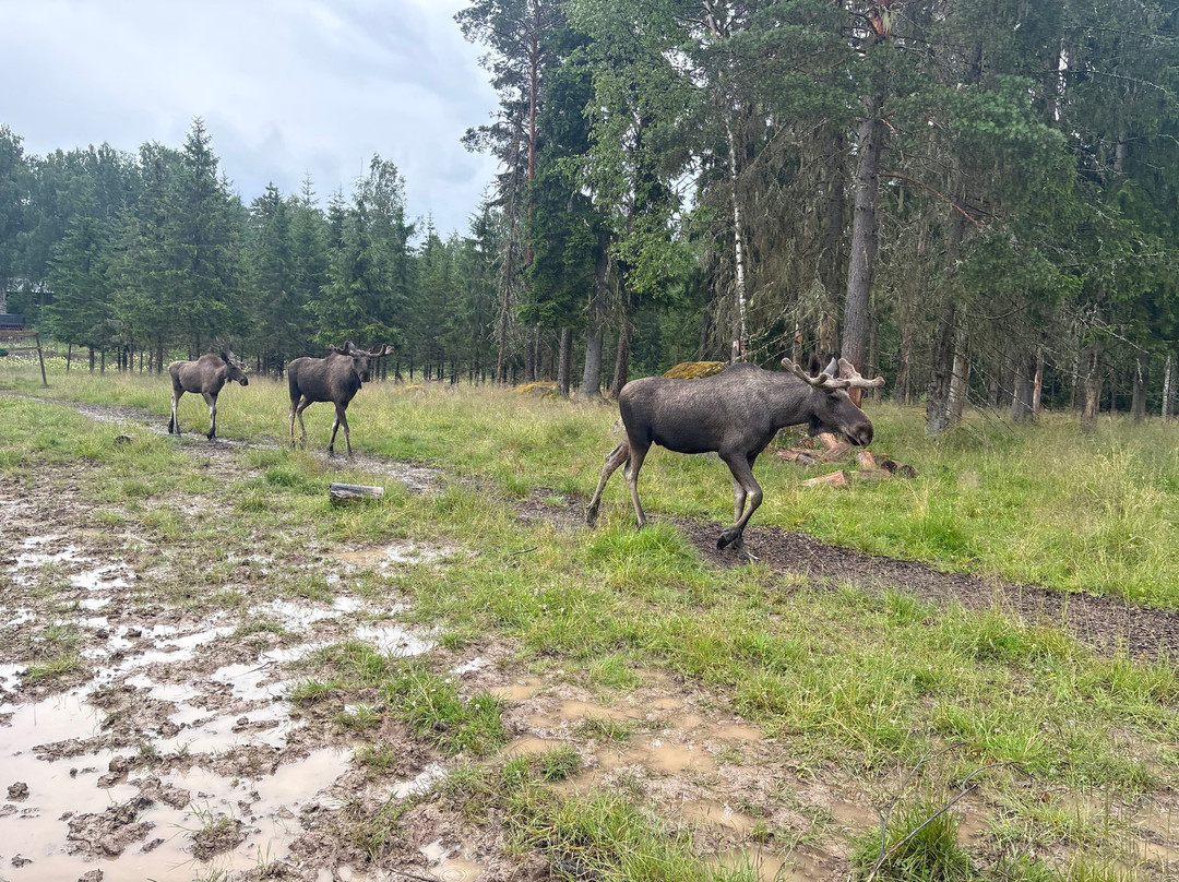 Varmlands Moose Park-Eksharad必去景点
