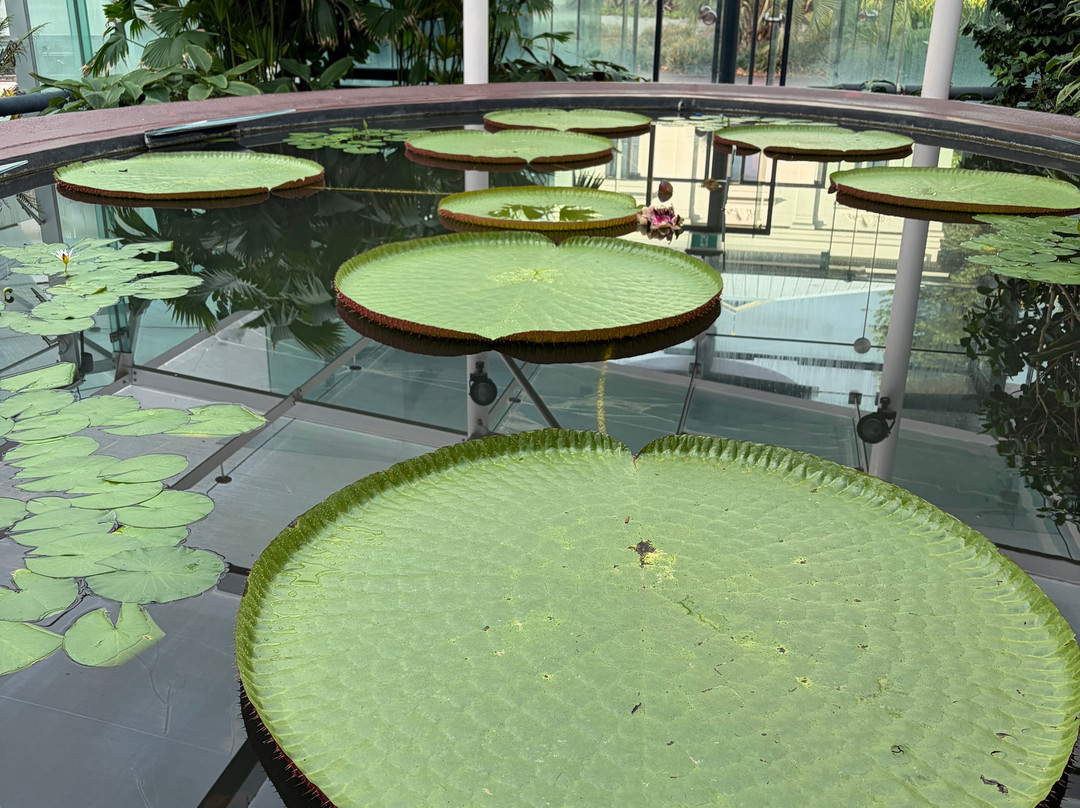 阿德莱德植物园-阿德莱德必去景点
