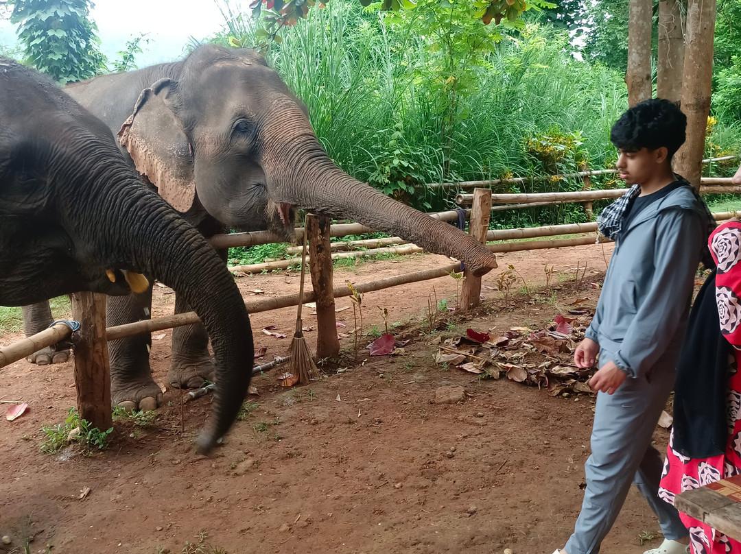 Elephant Sanctuary Care Park-清迈必去景点