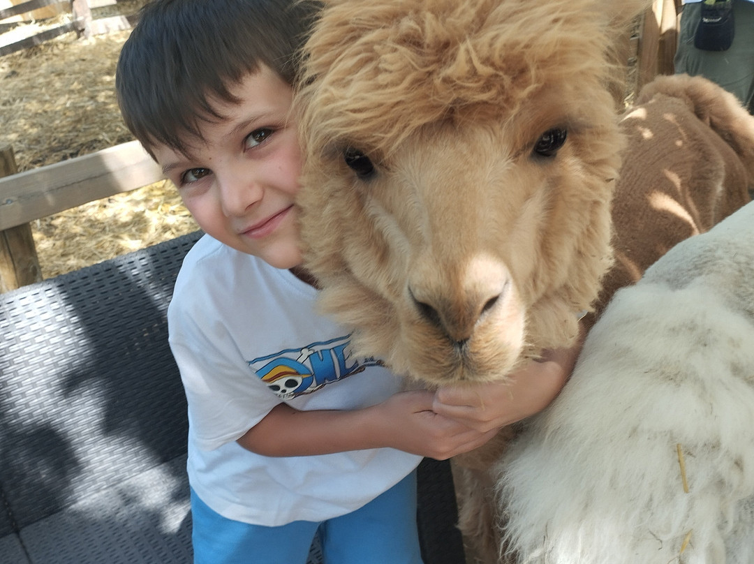 Basilicata Alpaca-Acerenza必去景点