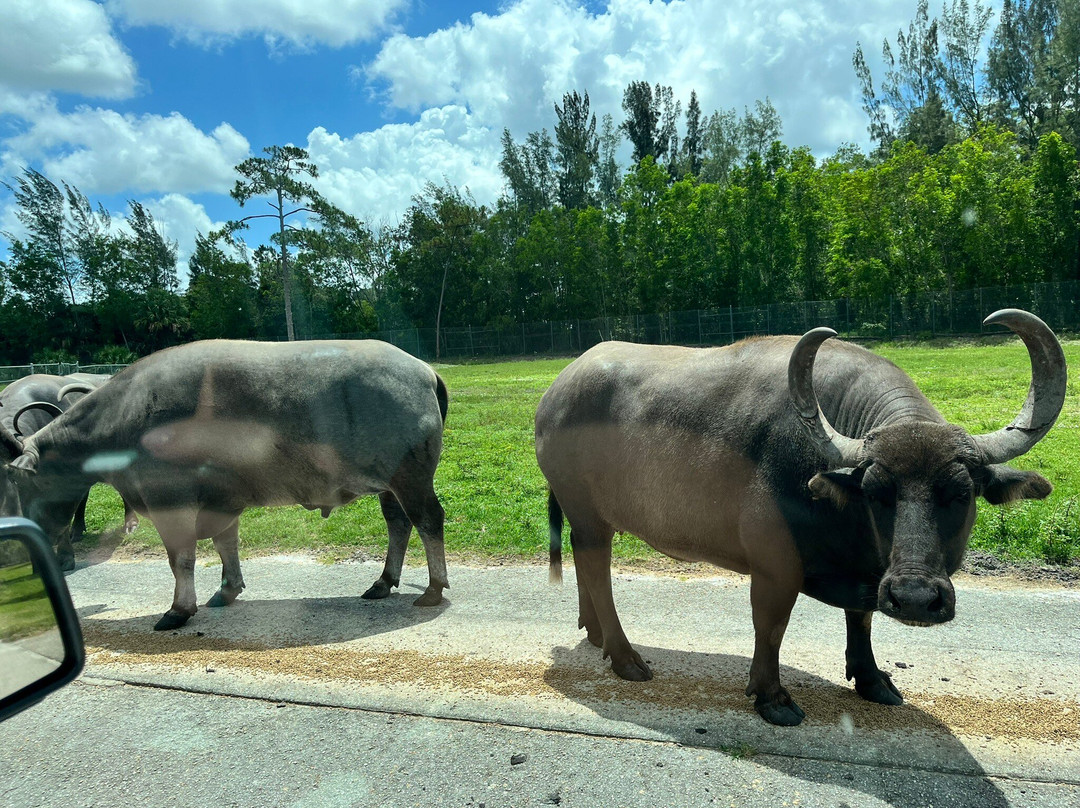 Lion Country Safari-Loxahatchee必去景点