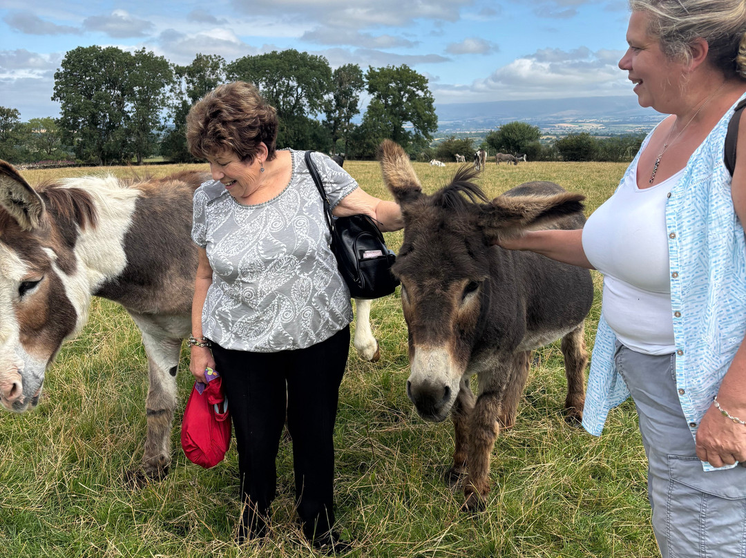 Barnhill Donkeys Retreat Sleagill-Sleagill必去景点