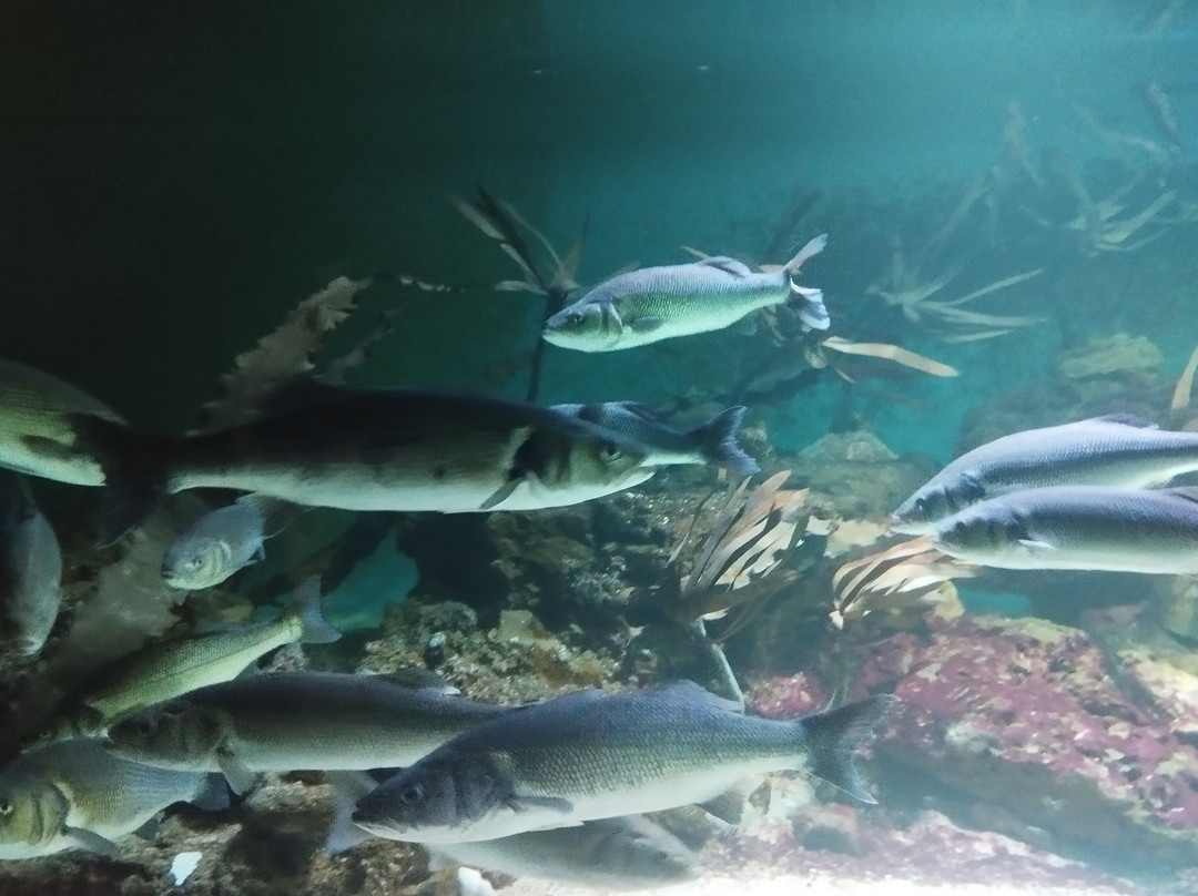 Aquarium de Vendée-Talmont Saint Hilaire必去景点