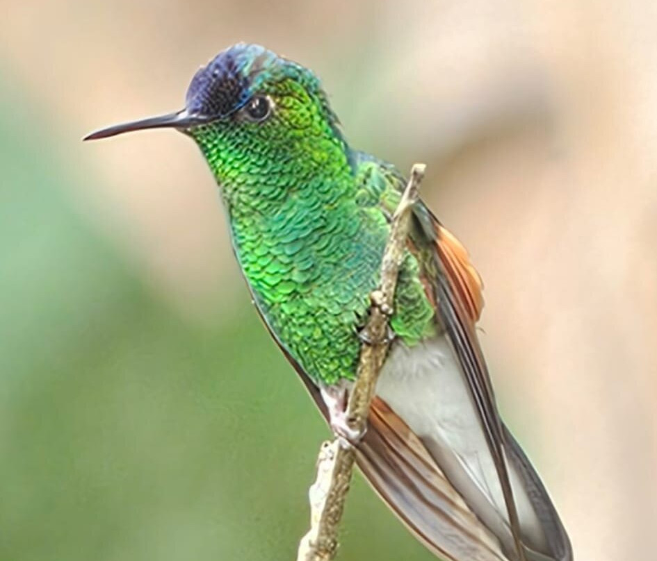 Bird Guide Cornelio-瓦图尔科必去景点
