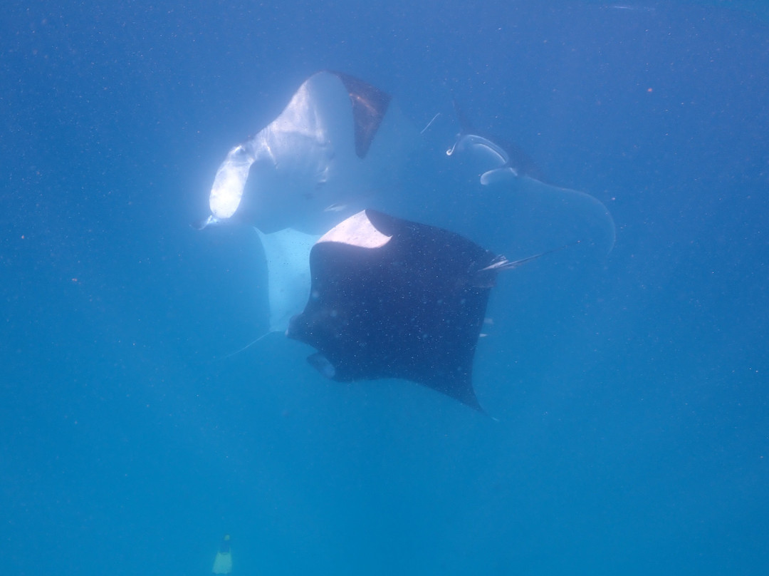 Ningaloo Coral Bay Boats-珊瑚湾必去景点