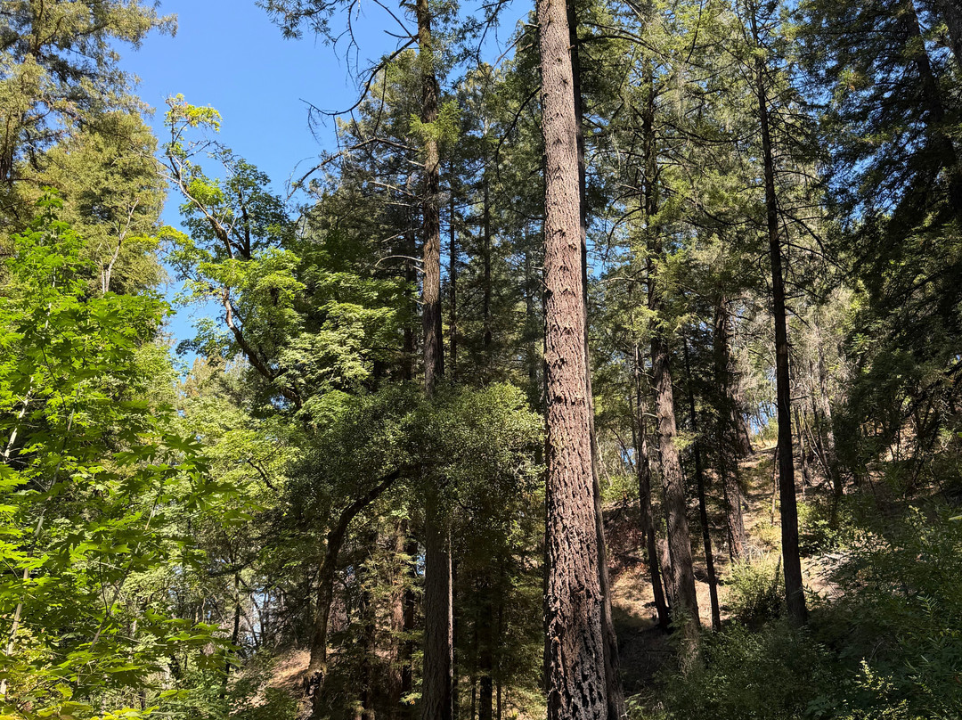 Bothe-Napa State Park-卡利斯托加必去景点