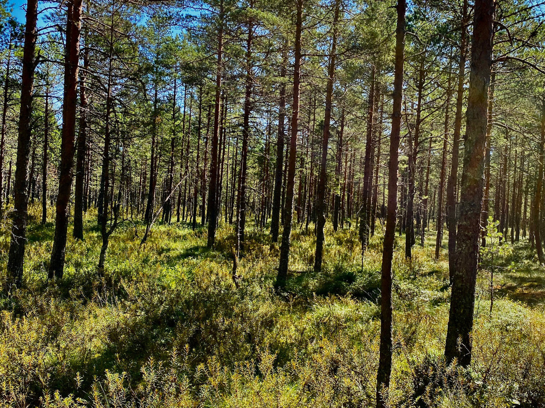 Viru Bog Trail-Kolga必去景点
