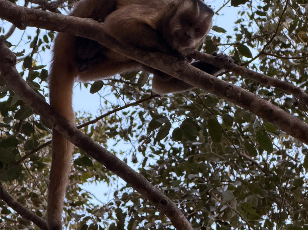 Jaguar Photo Expeditions-Varzea Grande必去景点
