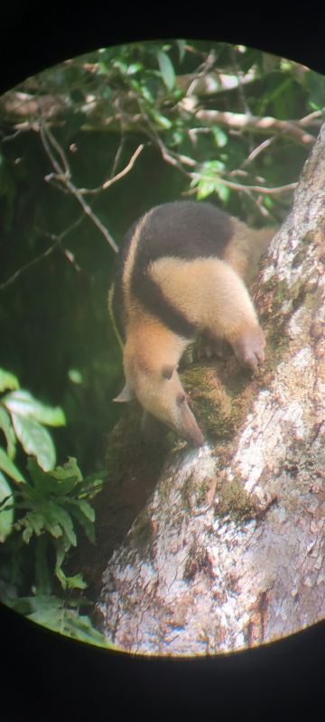 Bosque del Cabo Rain Forest Lodge-旅行者