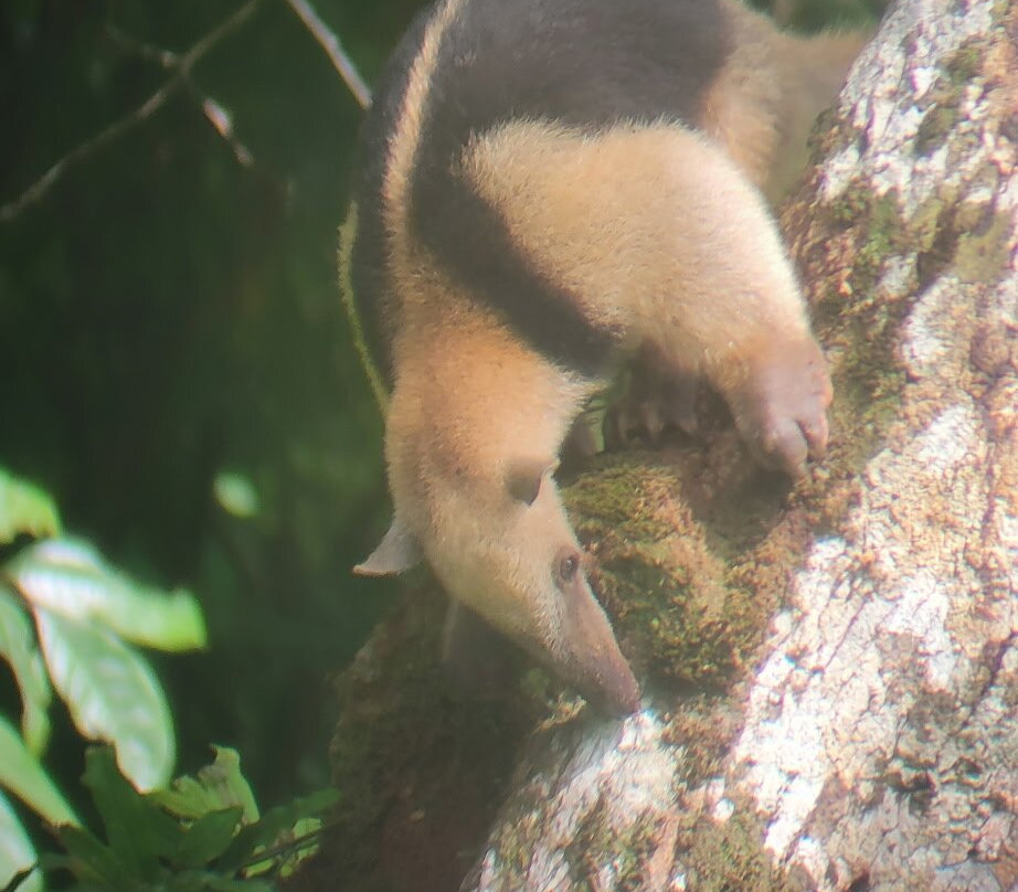 Bosque del Cabo Rain Forest Lodge主图