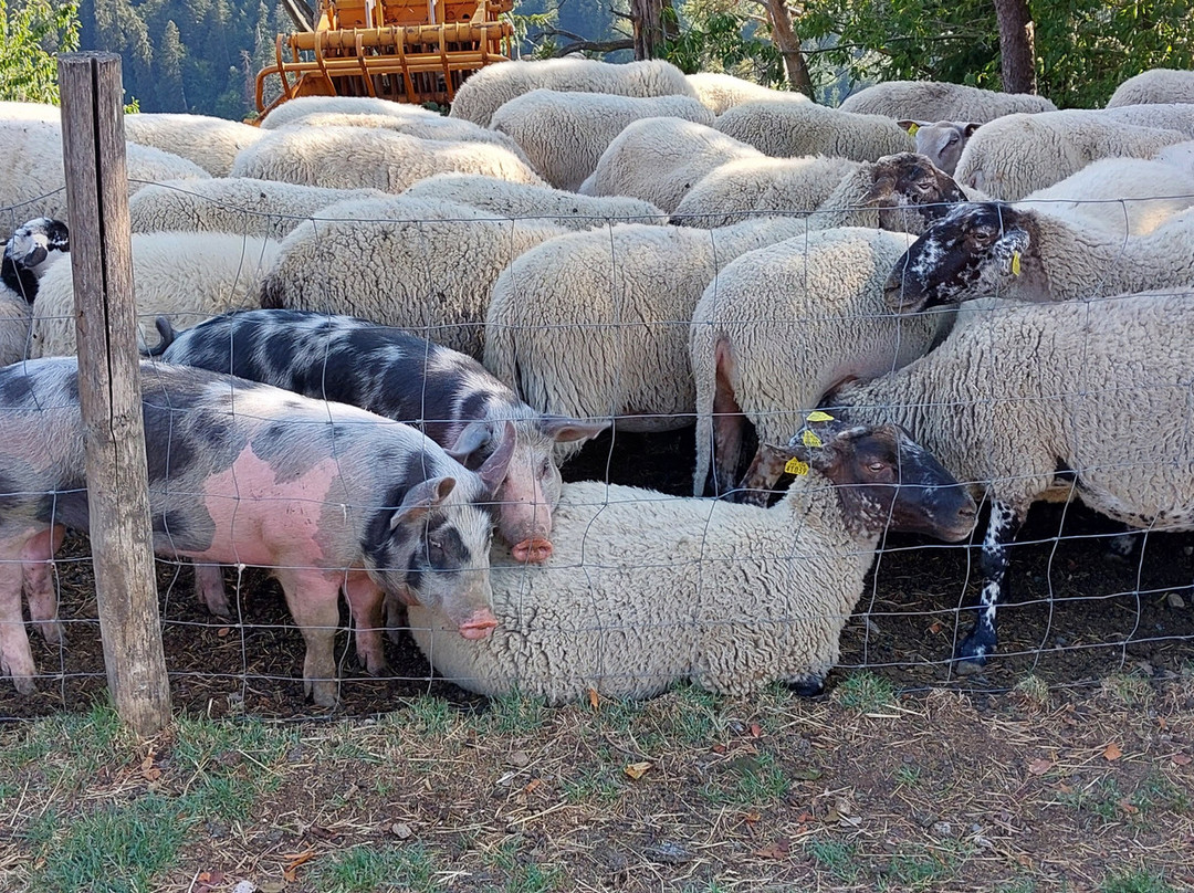Ferme Gaec de l'Oiseau-Chambon-sur-Lac必去景点
