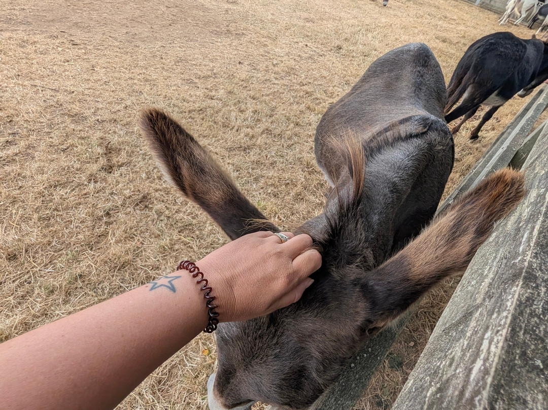 The Donkey Sanctuary-西德茅斯必去景点