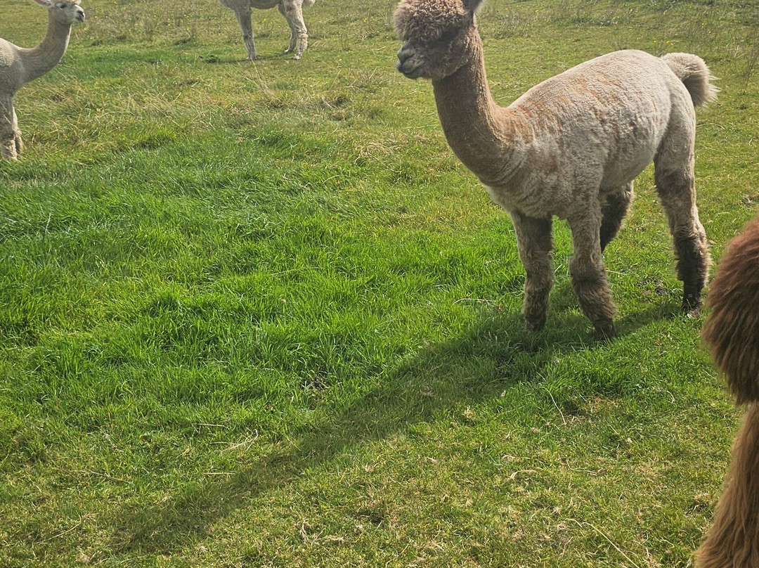 Bardsea Alpacas And Llamas-Bardsea必去景点