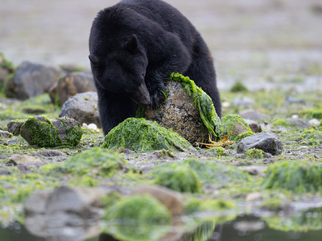 Vancouver Island Photo Tours-Port McNeill必去景点