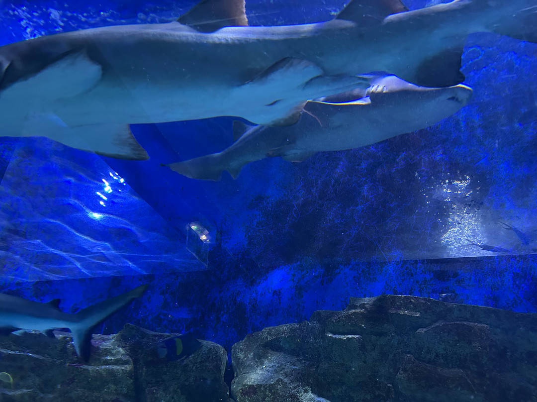 Seaquarium Institut Marin-勒格罗迪鲁瓦必去景点