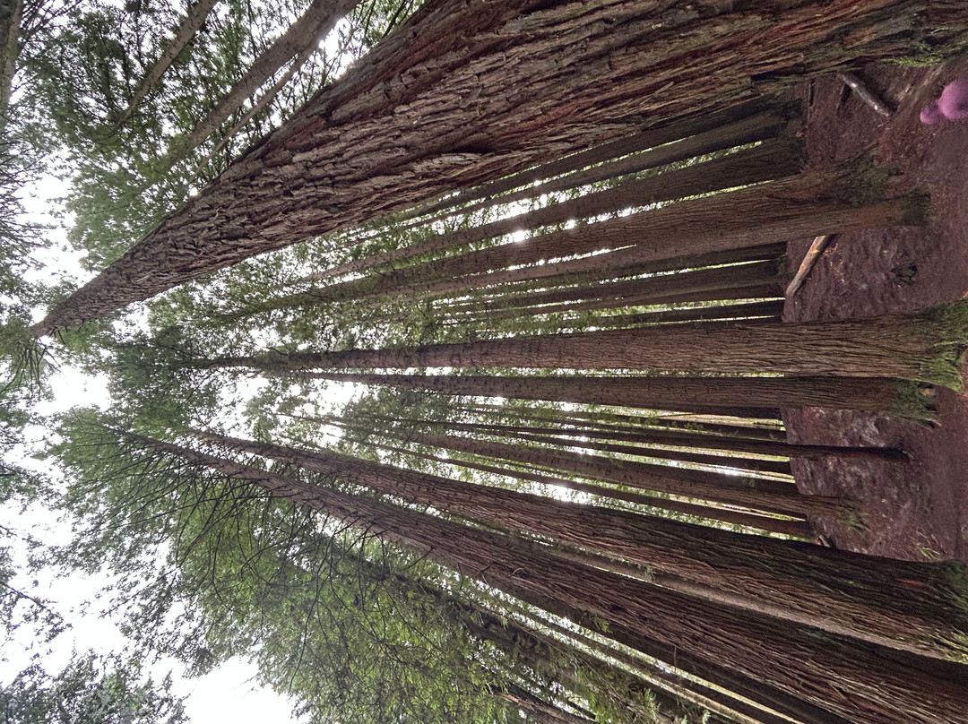 The Redwoods-Beech Forest必去景点
