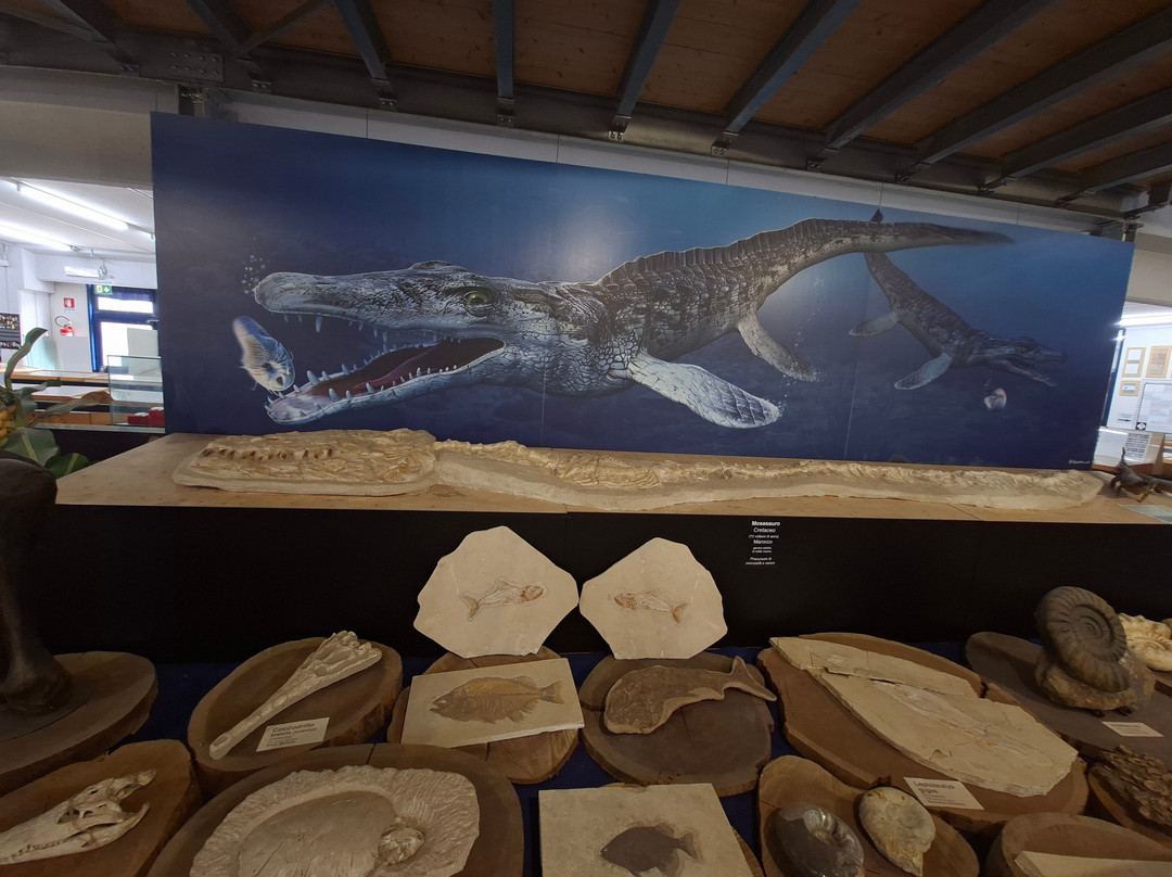 Malacological Museum Piceno-Cupra Marittima必去景点