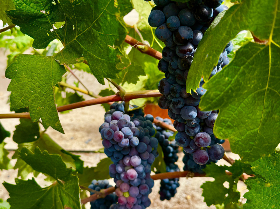 BACA Wines-希尔兹堡必去景点