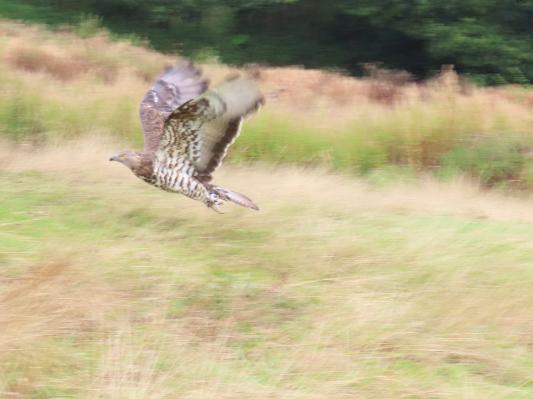 The British Bird of Prey Centre-喀麦登必去景点