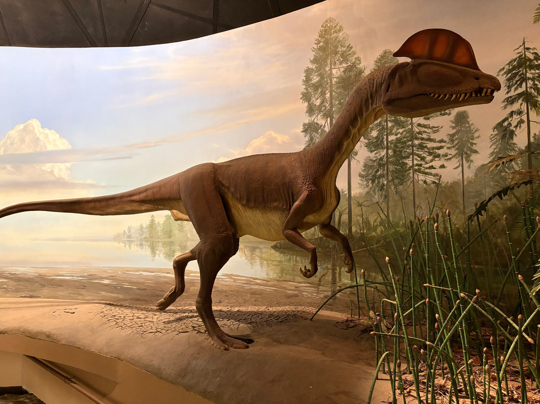 Dinosaur State Park & Arboretum-罗基希尔必去景点