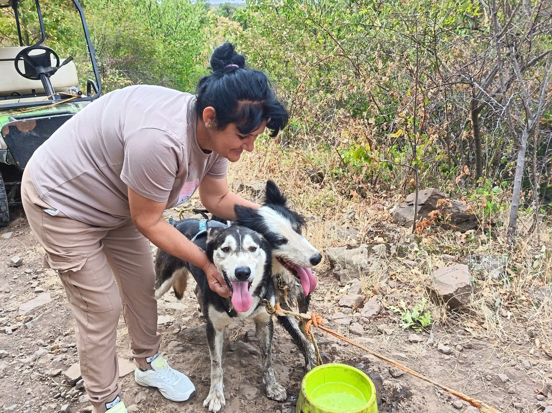 Dog sled tour  Mátrafüred-马特劳菲赖德必去景点