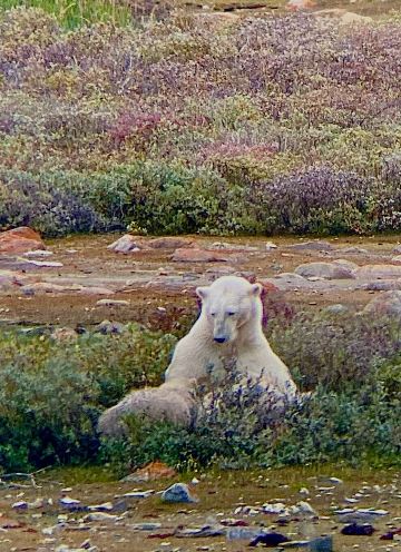Lazy Bear Lodge-旅行者