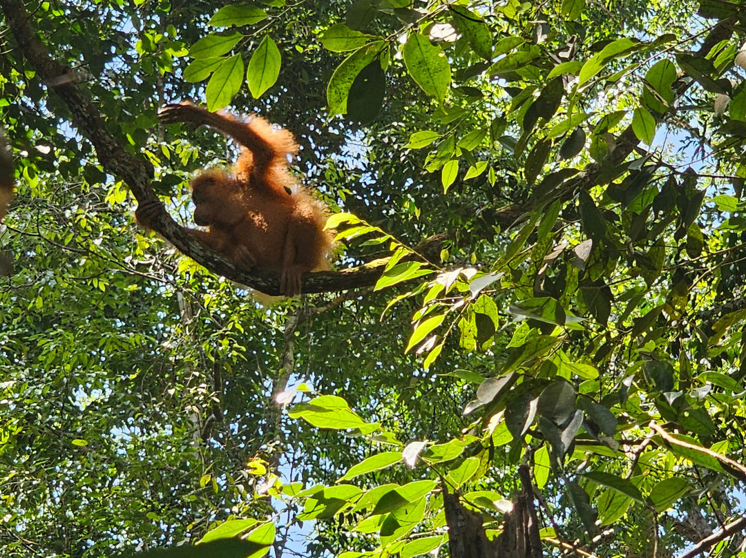 Trekking Orangutan Sumatra-武吉拉旺必去景点