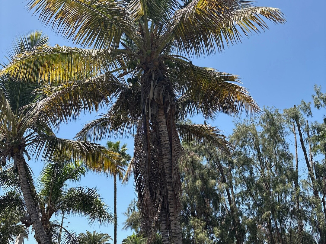 Botanical Park of Maspalomas (El Parque Botanico de Maspalomas)-马斯帕洛马斯必去景点