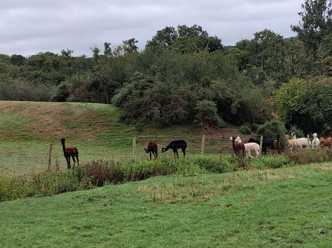 Bell Farm Alpacas-Pensford必去景点