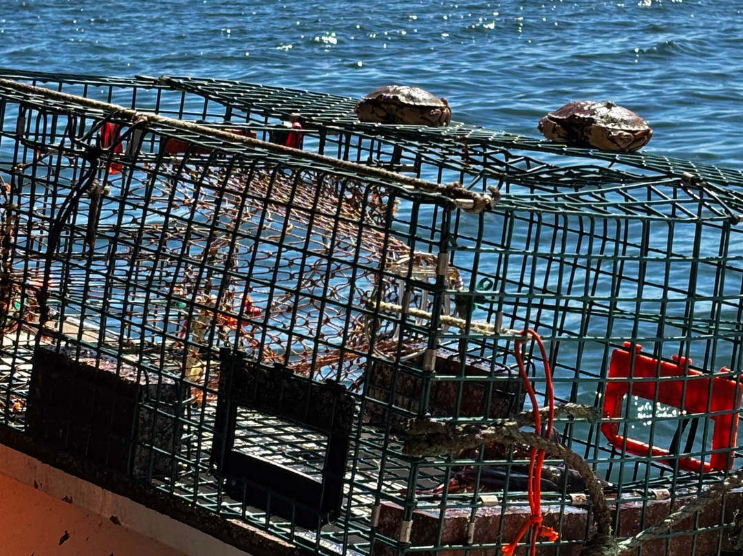 Lulu Lobster Boat-巴港必去景点