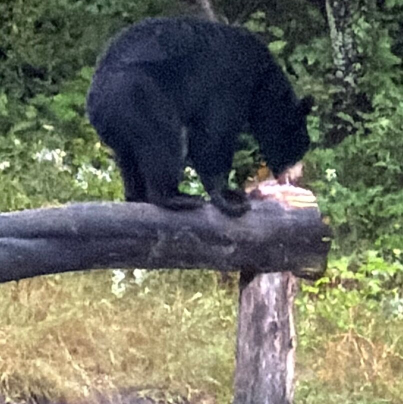 Observation de l'Ours Noir-Sacré-Coeur-Saguenay必去景点