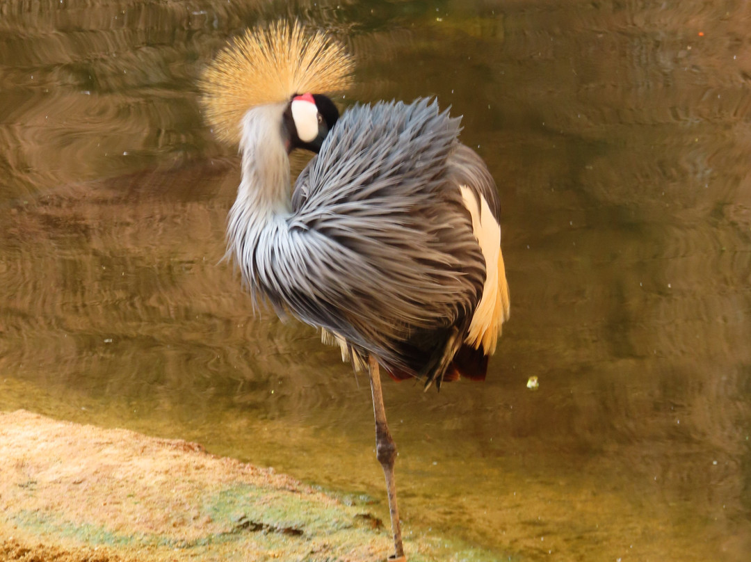 Bioparc Fuengirola-福恩吉罗拉必去景点