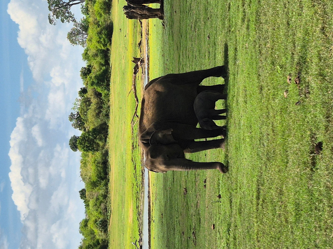Induwara Safari Resort