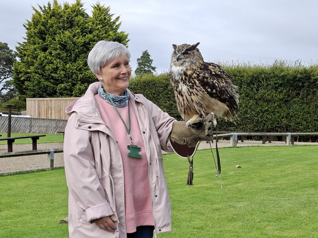 Thirsk Birds Of Prey Centre-瑟斯克必去景点