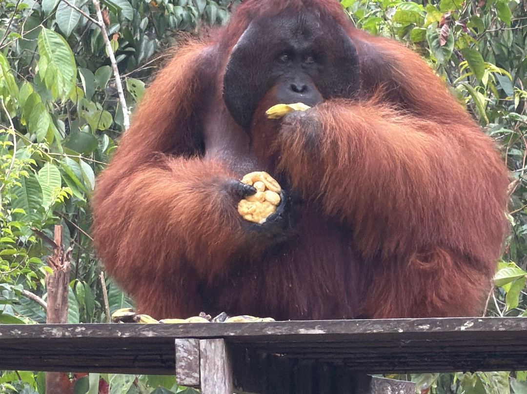 Guia En Borneo-Pangkalan Bun必去景点