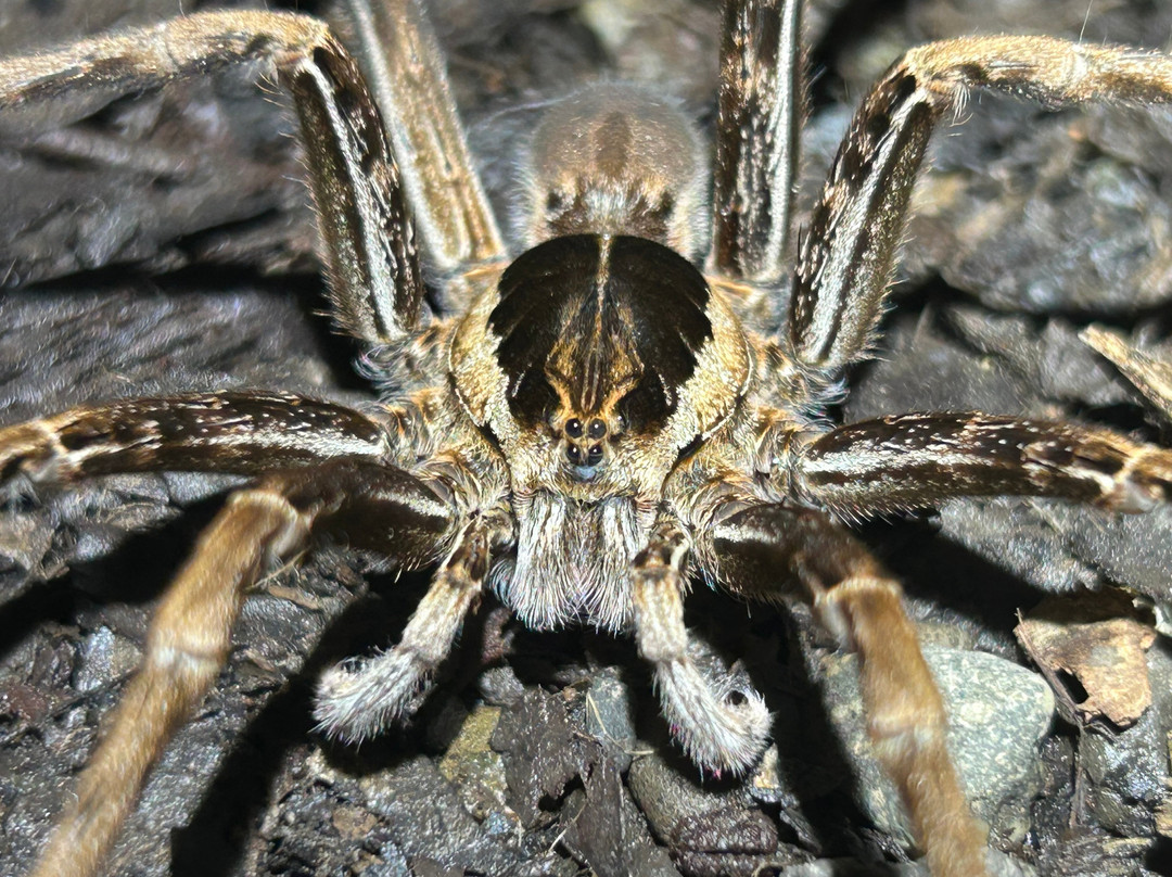 Tarantulas Way-卡维塔必去景点