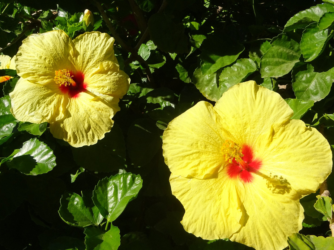 Orto Botanico-卡利亚里省必去景点