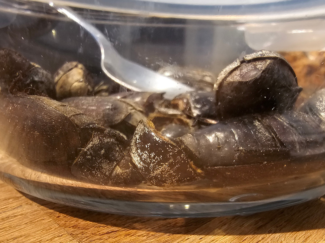 Disgusting Food Museum-马尔默必去景点