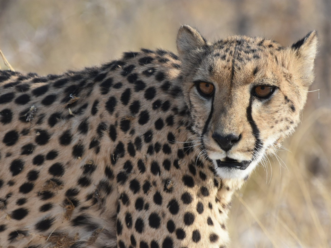 Namibia Tours & Safaris-斯瓦科普蒙德必去景点